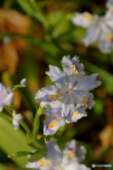 街の花
