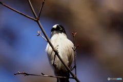 野鳥