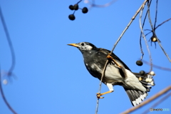 野鳥