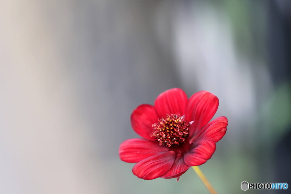 街の花
