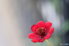 街の花