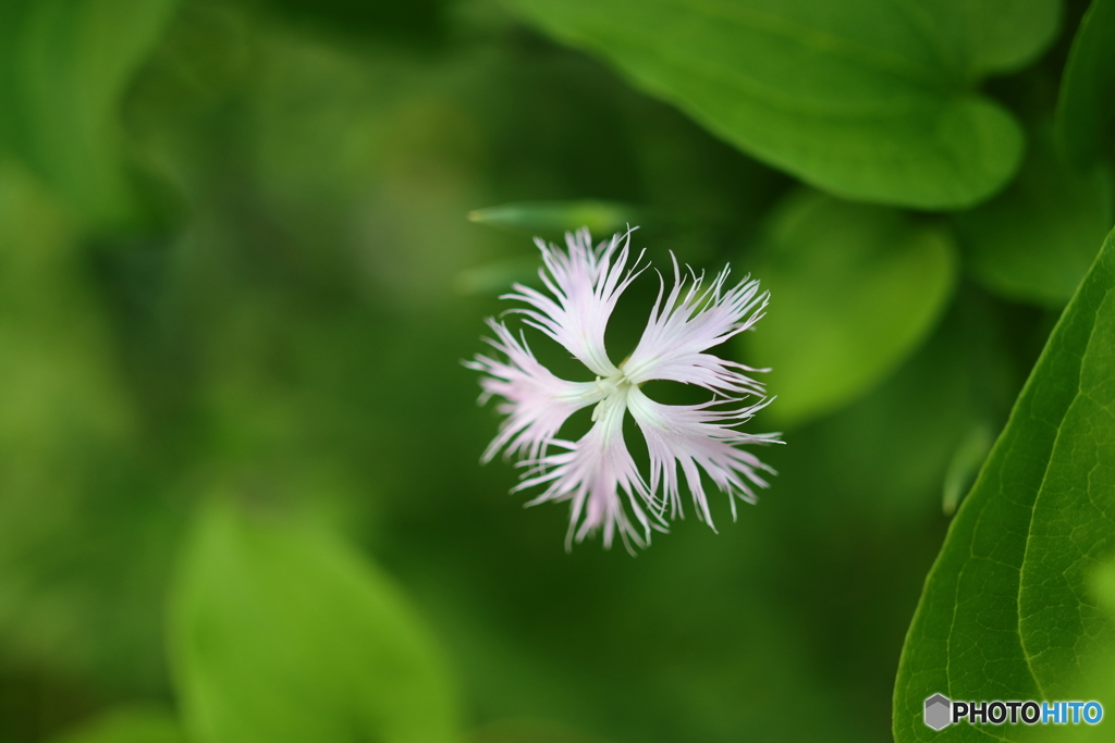 街の花