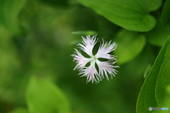 街の花