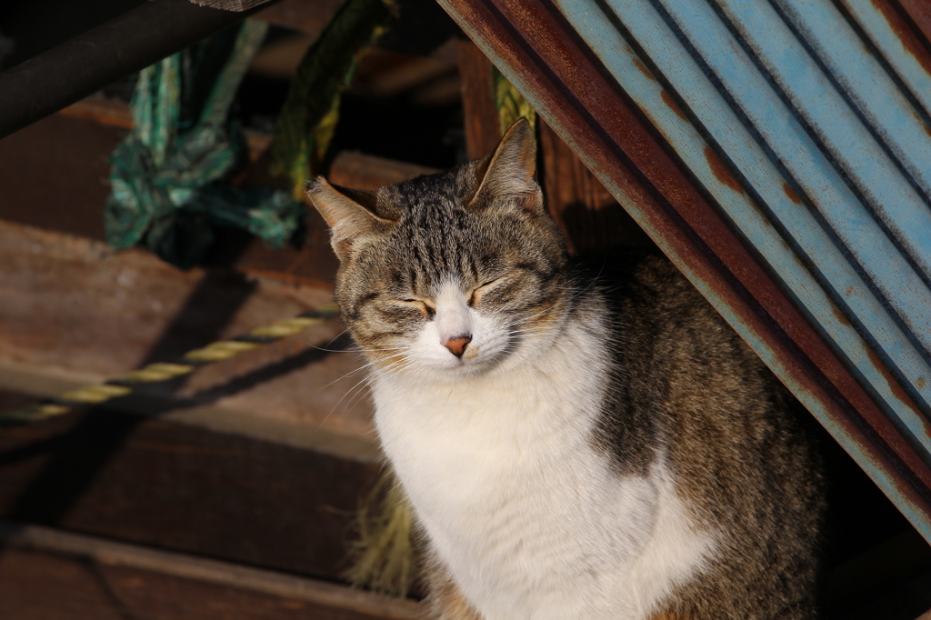 えびす猫