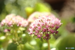 街の花