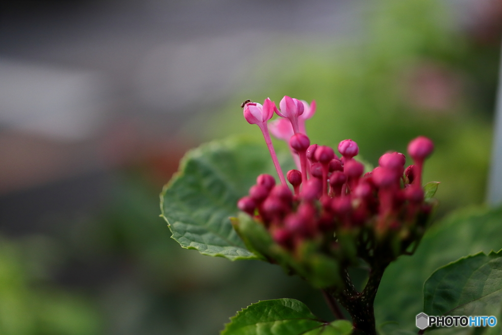 街の花