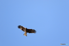 野鳥
