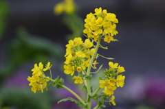 街の花