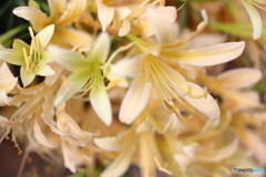 街の花