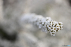 街の花