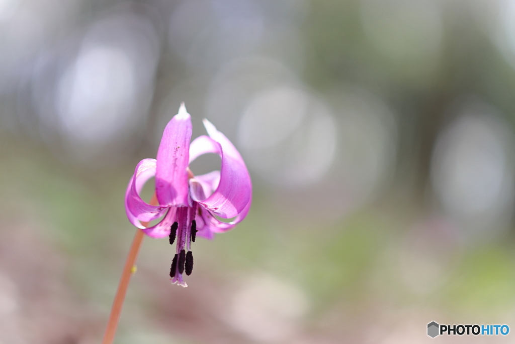 園の花