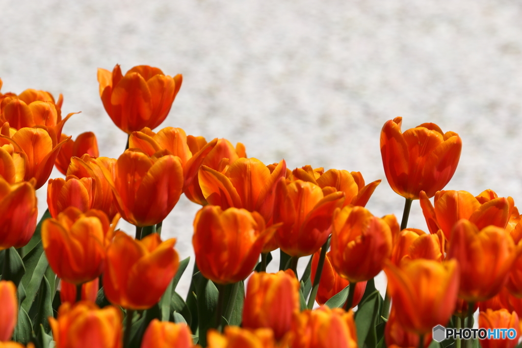 街の花