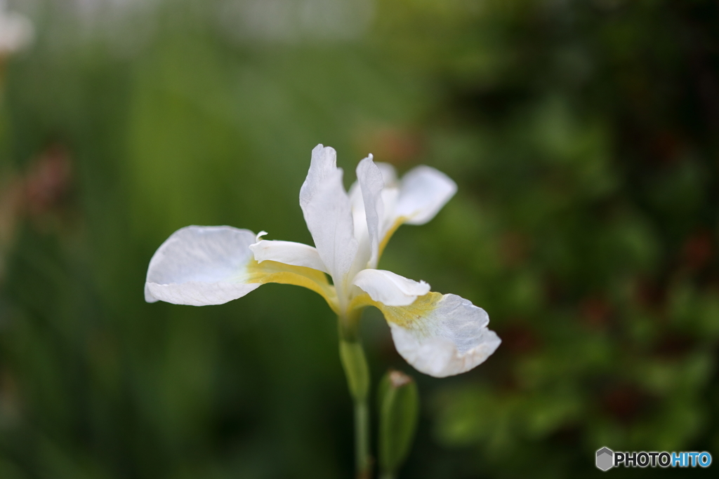 街の花