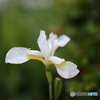 街の花