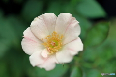 街の花