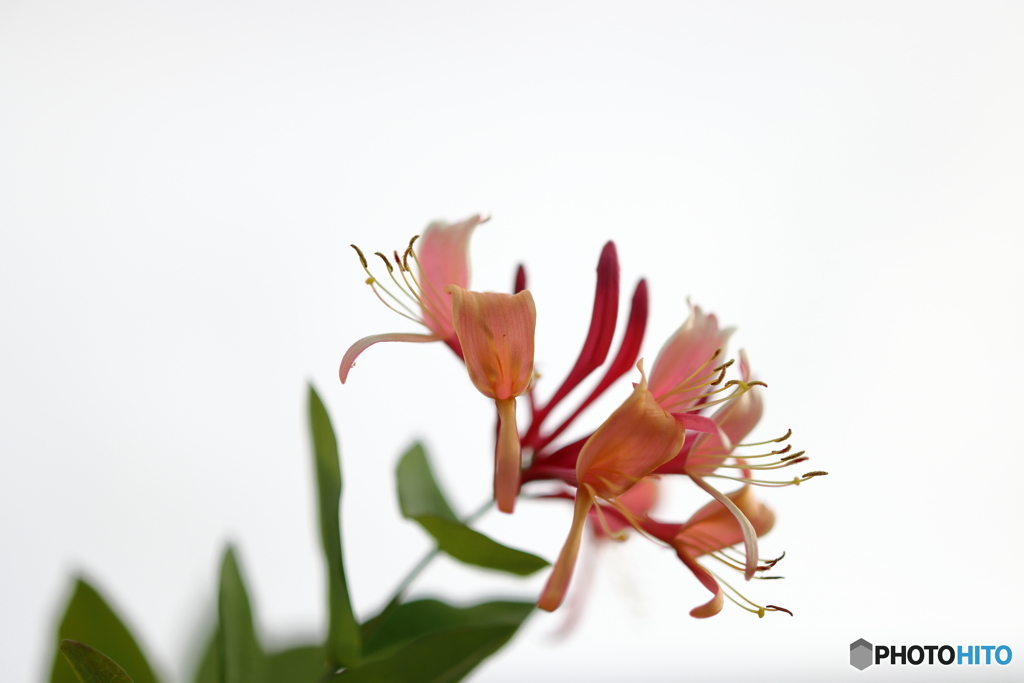 街の花