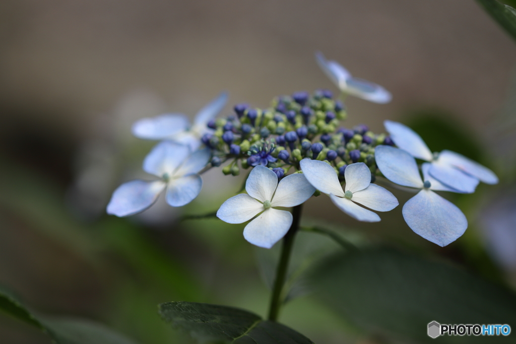 紫陽花