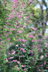 園の花