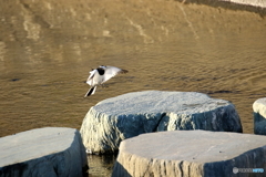 野鳥