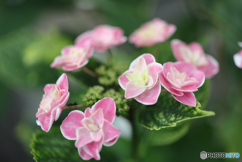 郷土の森