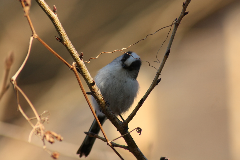 野鳥