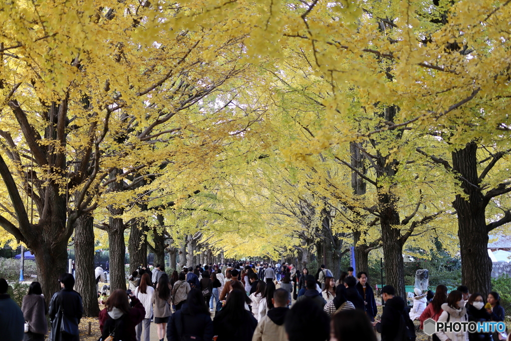 紅葉