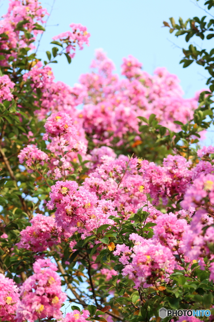 街の花