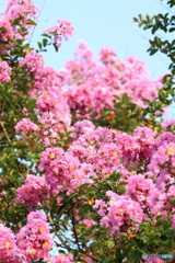 街の花