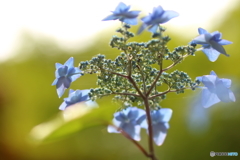 街の花