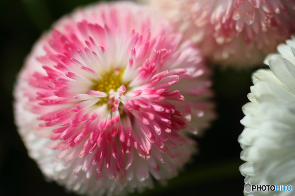 街の花