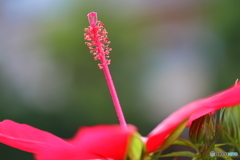 街の花