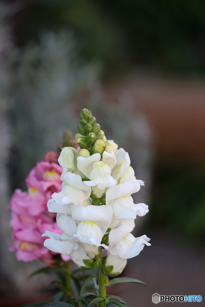 街の花