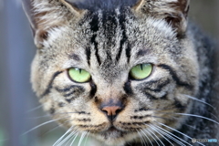 近所の大猫