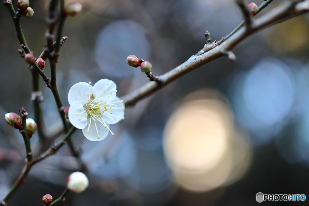 街の花