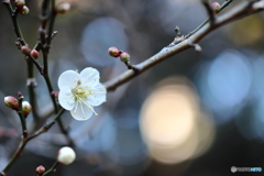 街の花