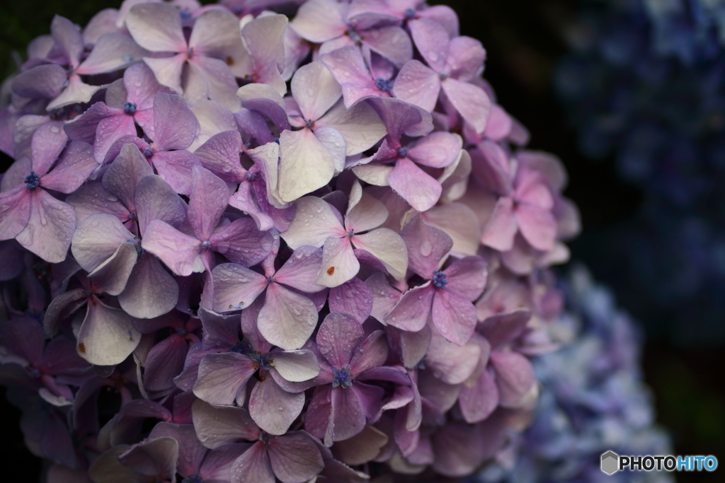 街の花