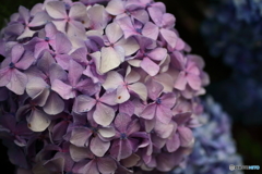 街の花