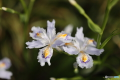 街の花