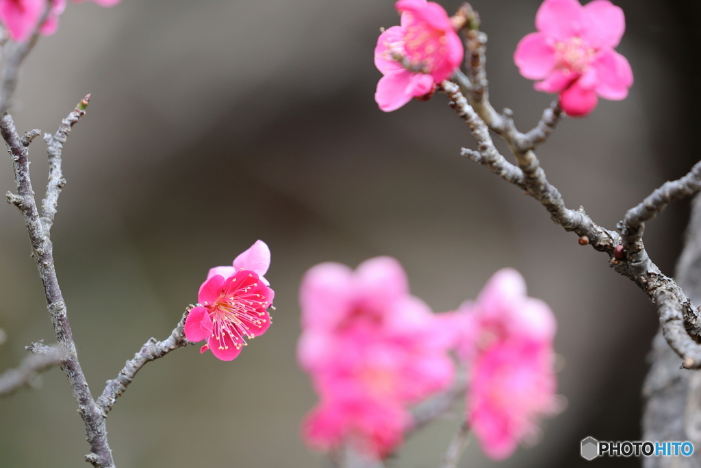 園の花