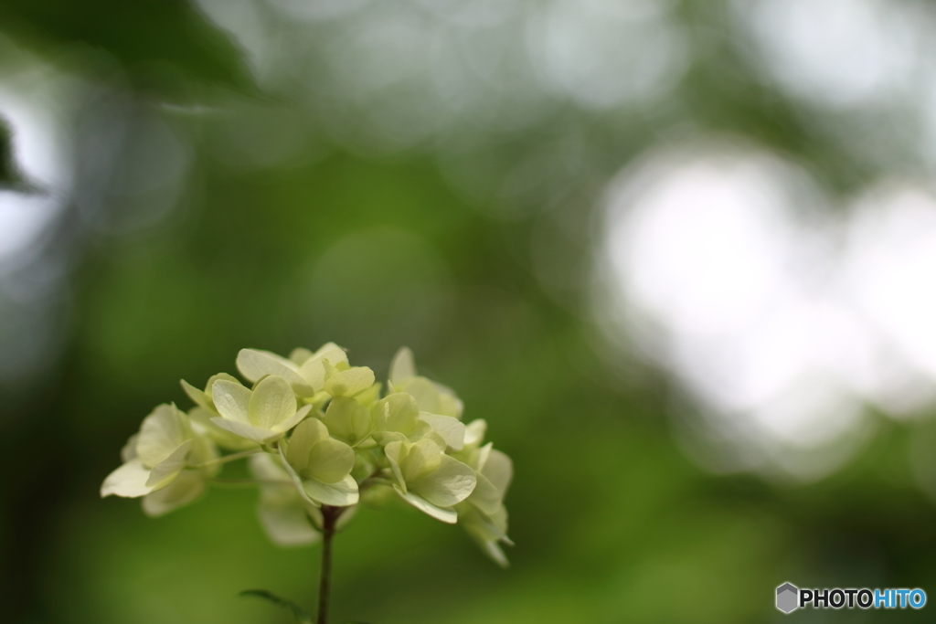 街の花