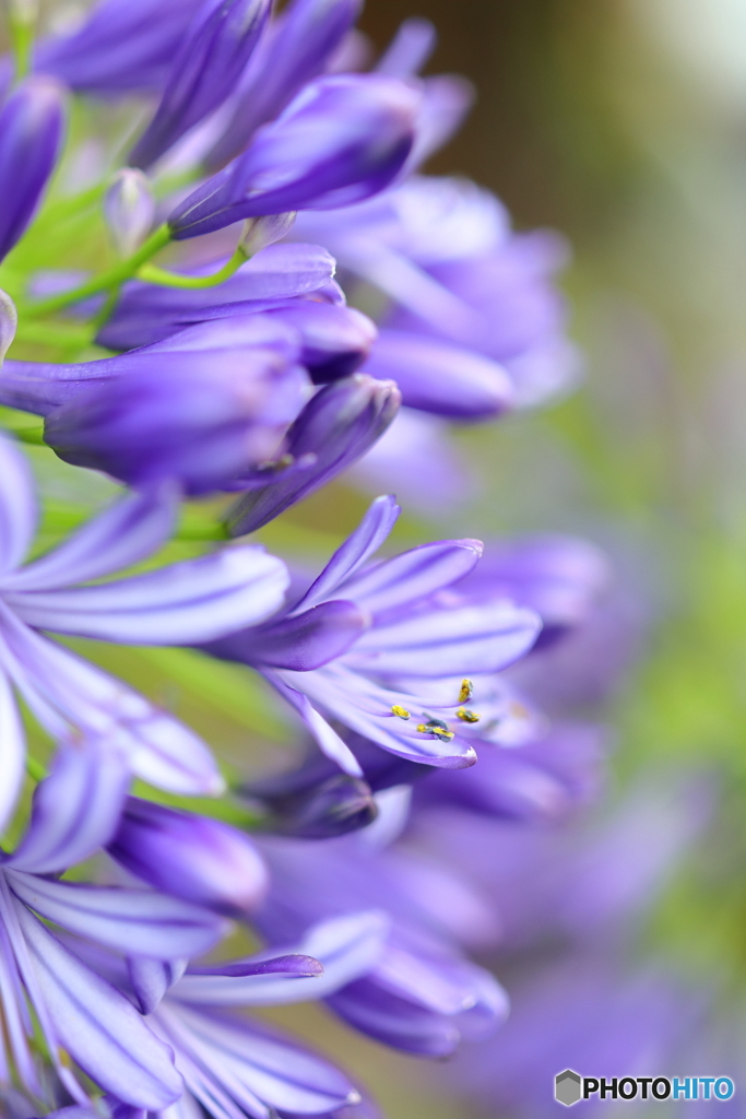 街の花