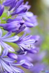街の花