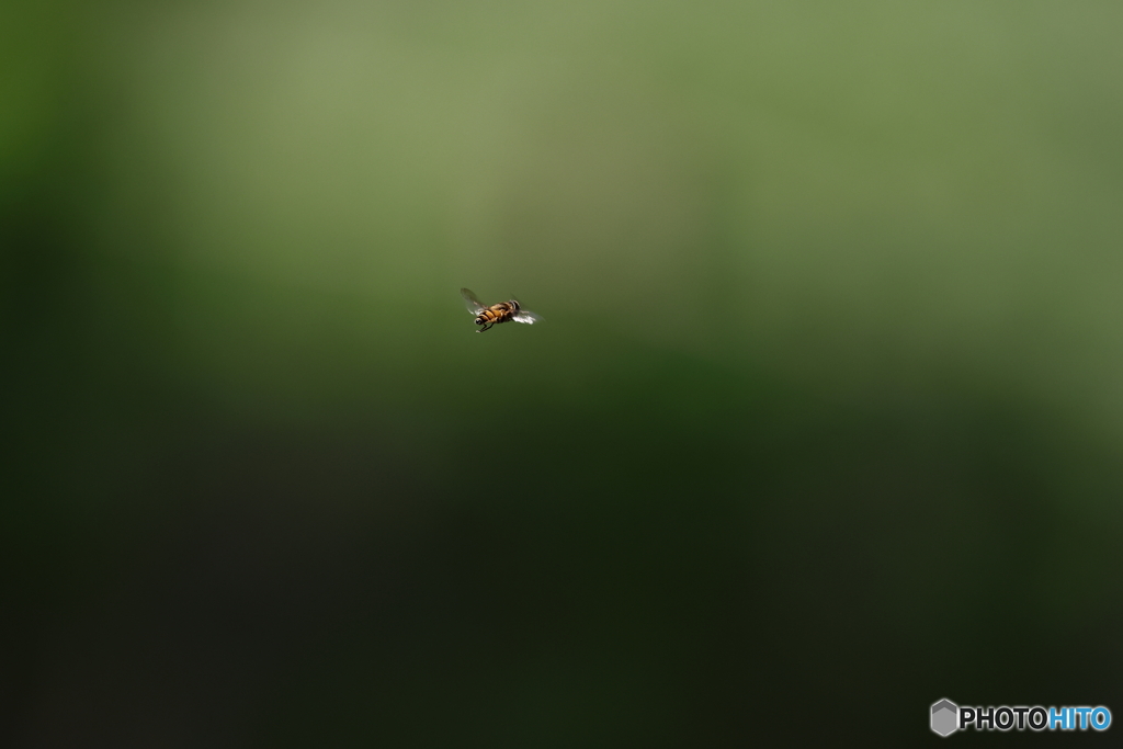 郷土の森