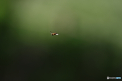 郷土の森