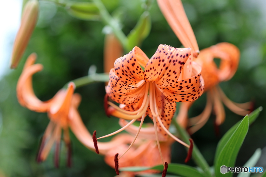 街の花
