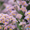 街の花