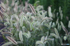 街の草木