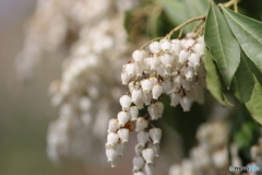 園の花