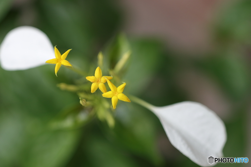 街の花