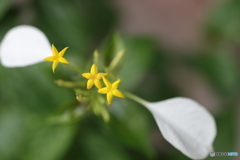 街の花